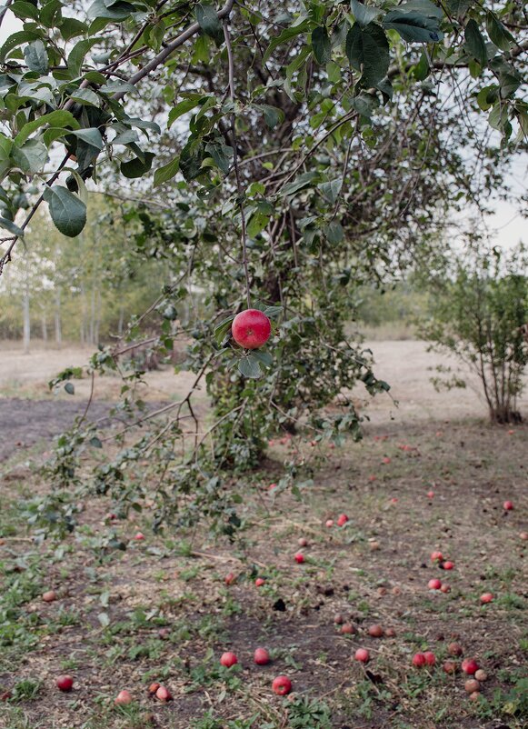Плод - Pavel Bamboleo