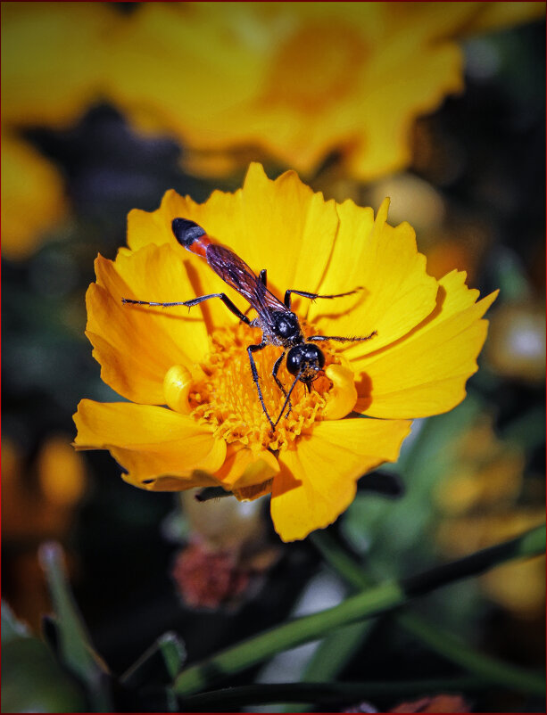 *** - Александр. AVG100 ---