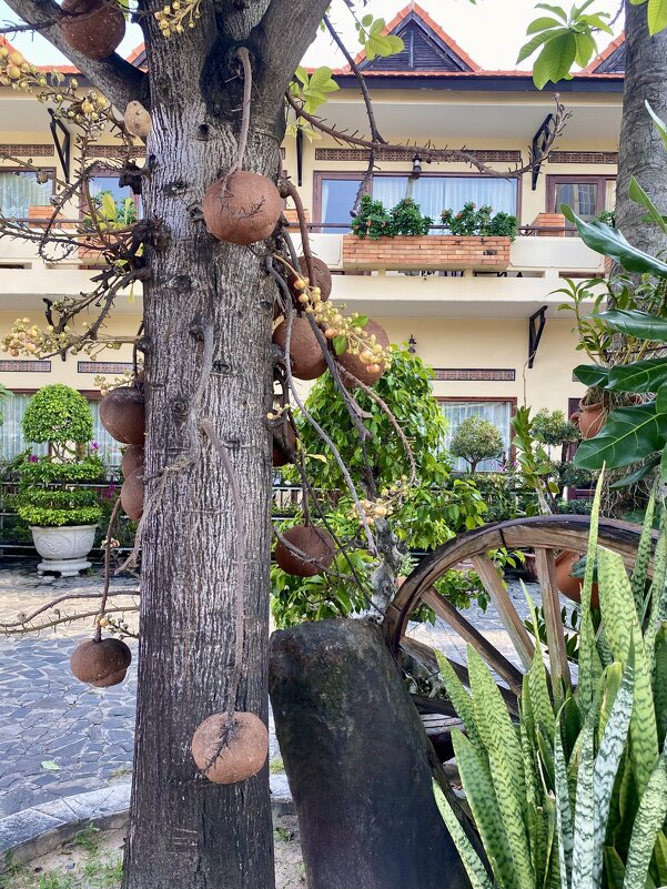 Дерево пушечных ядер. - Людмила Гулина Дерево пушечных ядер. - Людмила Гулина