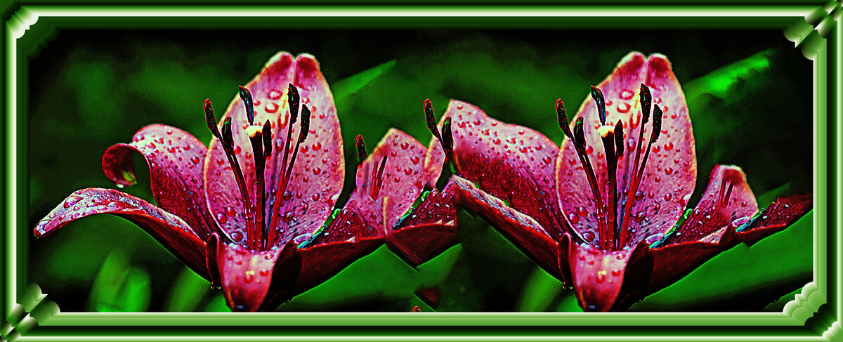 Цветение - Владимир Кроливец Цветение - Владимир Кроливец