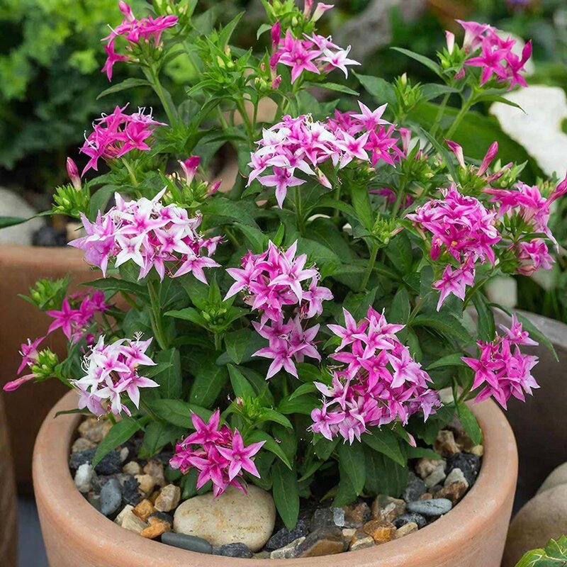 пентас ланцетный. - МАРИЯ ПОПОВА пентас ланцетный. - МАРИЯ ПОПОВА