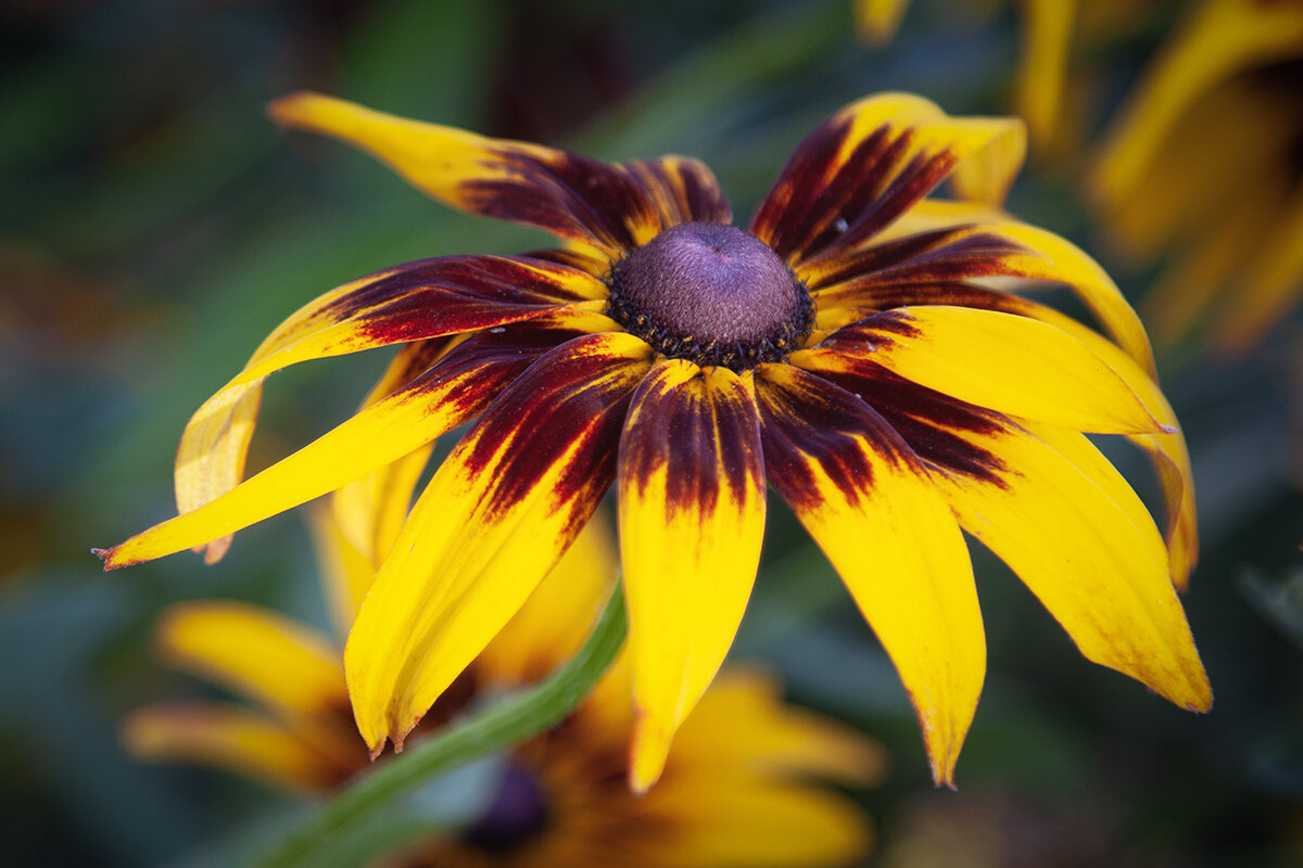 Рудбекия. - Лилия * Рудбекия. - Лилия *