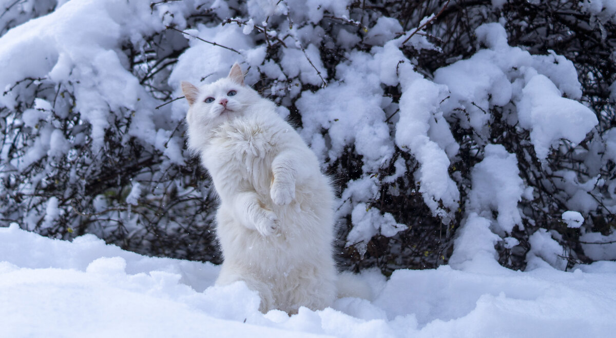Стойка - Сергей Ц Стойка - Сергей Ц