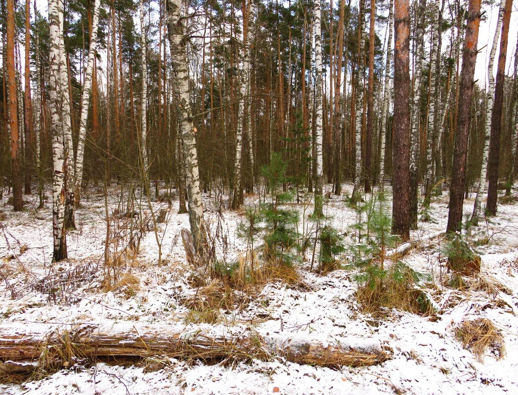 Снег на опушке - Андрей Снегерёв