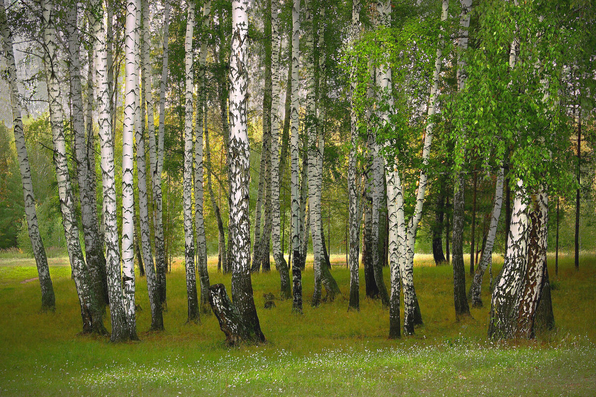 Берёзы из "Лесной сказки" - Olenka 