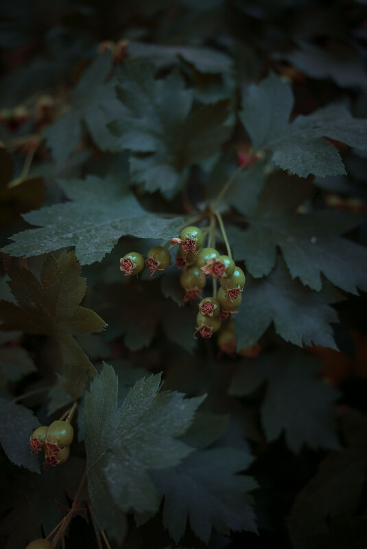 *** - Елена Алексеева