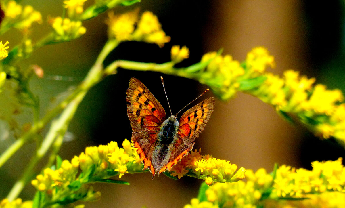 опять про бабочек...173 - Александр Прокудин опять про бабочек...173 - Александр Прокудин