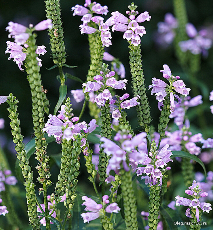 они на радость нам даны - Олег Лукьянов они на радость нам даны - Олег Лукьянов