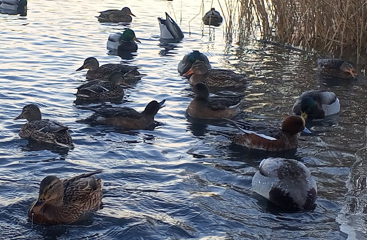 Утки - Сапсан 