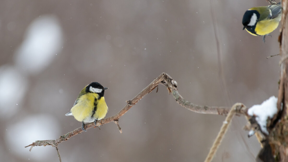 Синицы. Зима - Владимир Лазарев Синицы. Зима - Владимир Лазарев