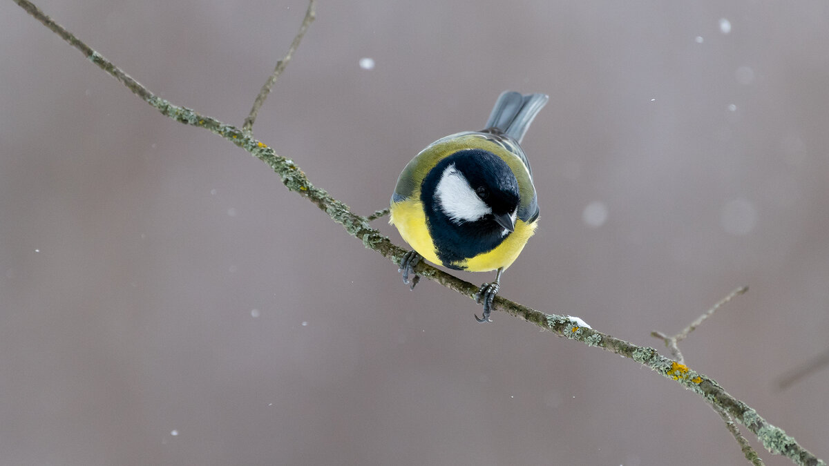 Синицы. Зима - Владимир Лазарев Синицы. Зима - Владимир Лазарев