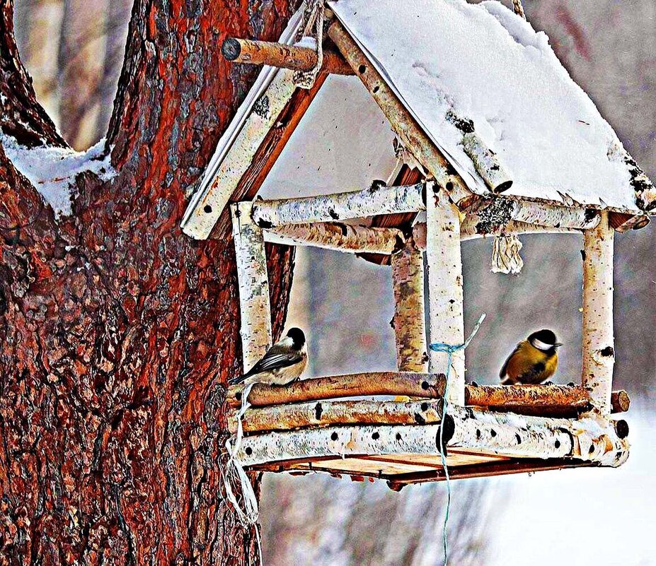 Декабрь..Птичий домик в тайге! - Владимир 