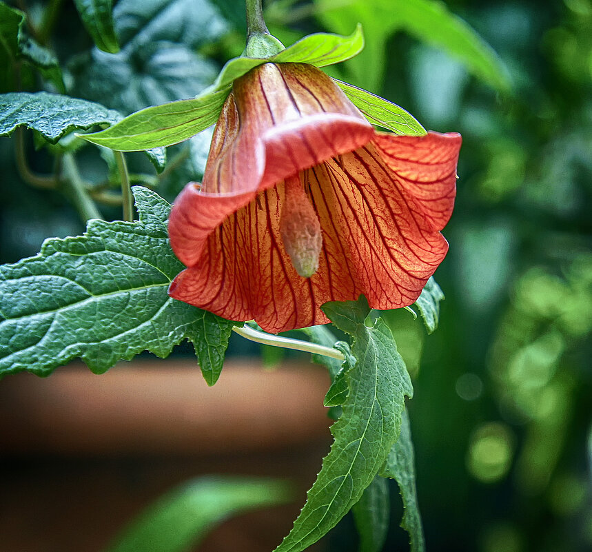 Канарина канарская - Андроник Александр Канарина канарская - Андроник Александр