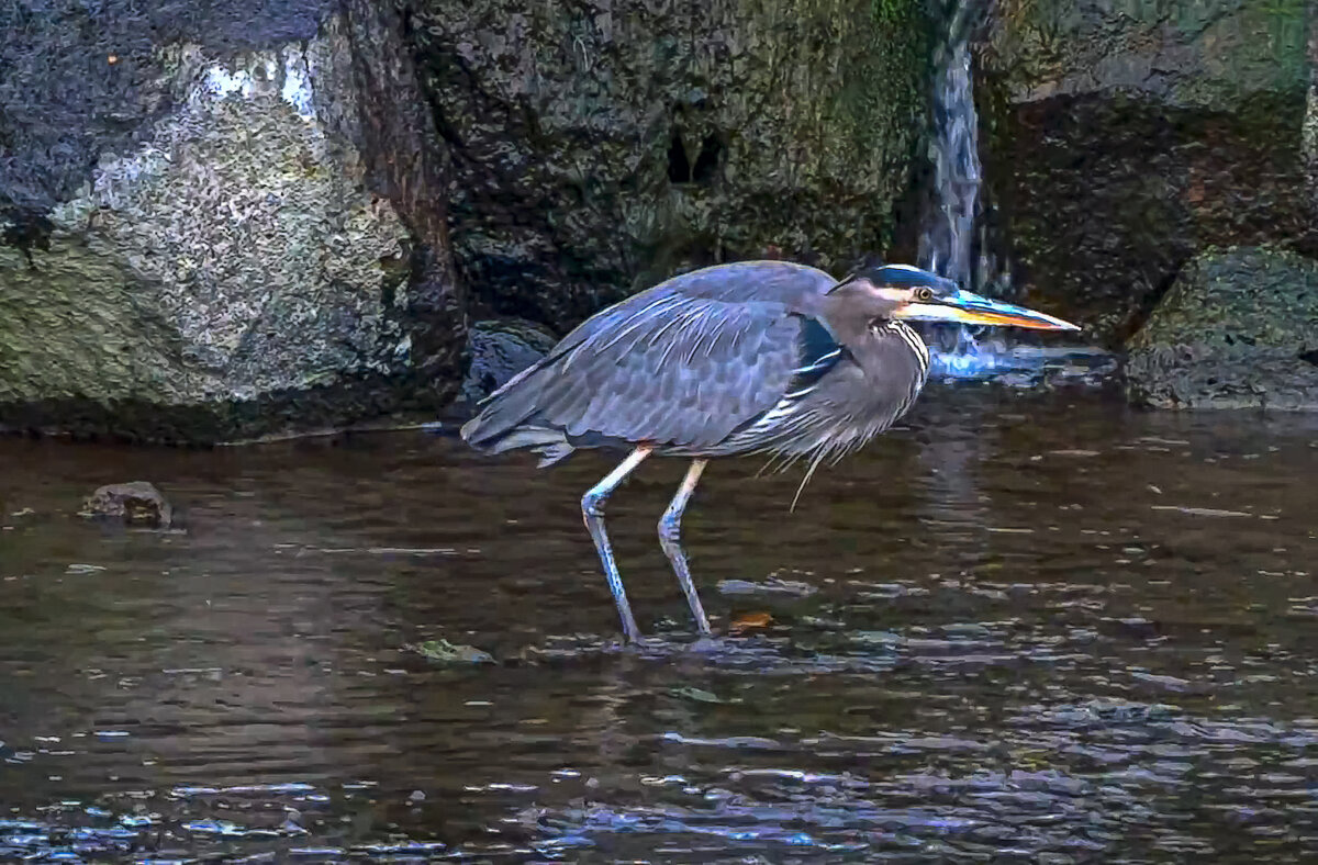 Большая голубая цапля - Aleksey Afonin