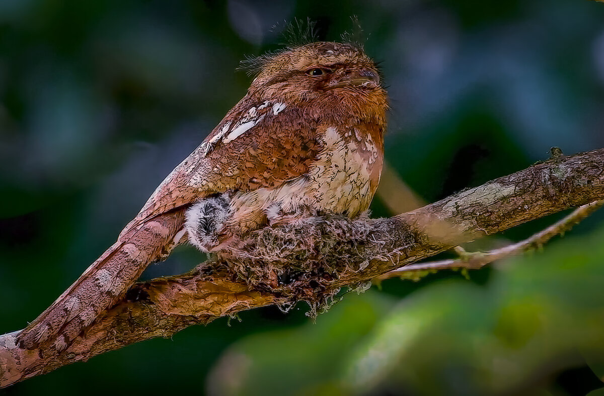 Цейлонский лягушкорот - Aleksey Afonin