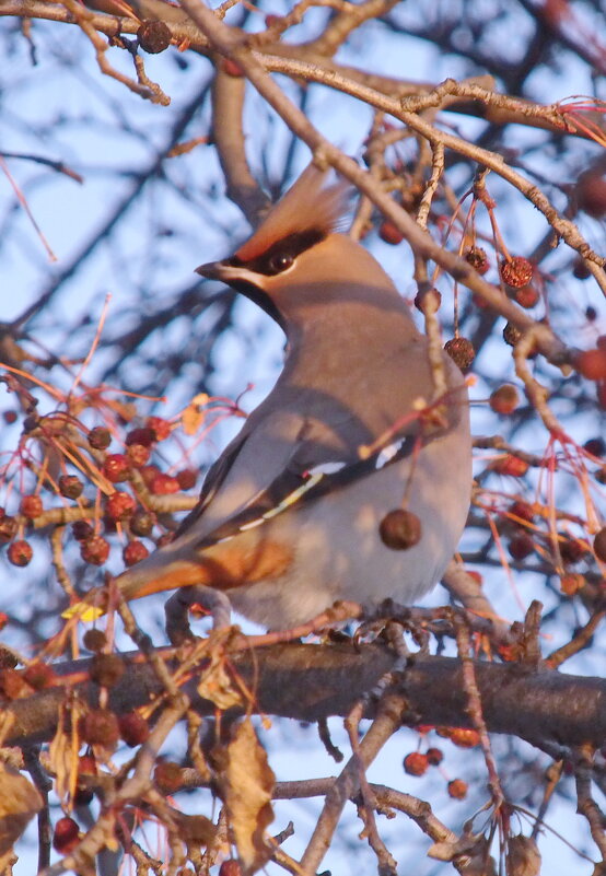 Я тебя вижу фотограф. - сергей ермошкин Я тебя вижу фотограф. - сергей ермошкин