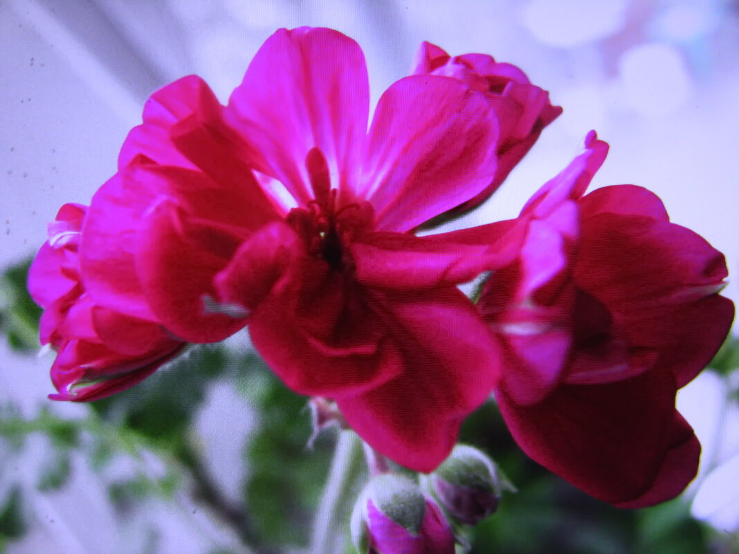 Герань - Людмила Смородинская