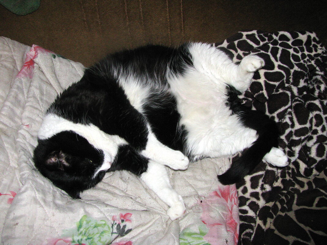 После сытного обеда - Людмила Смородинская После сытного обеда - Людмила Смородинская