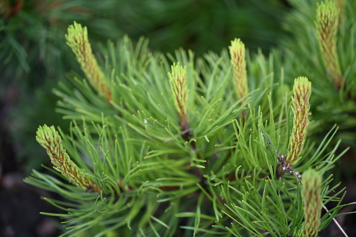 Тишина - redfox Тишина - redfox