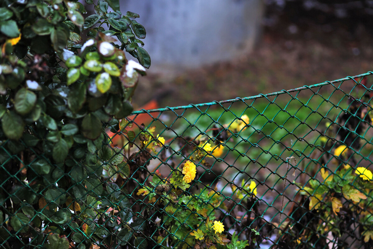 Цветочки созрели - Юрий Гайворонскiий