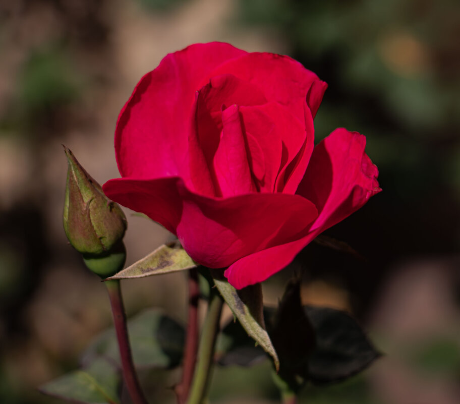 роза - navalon M