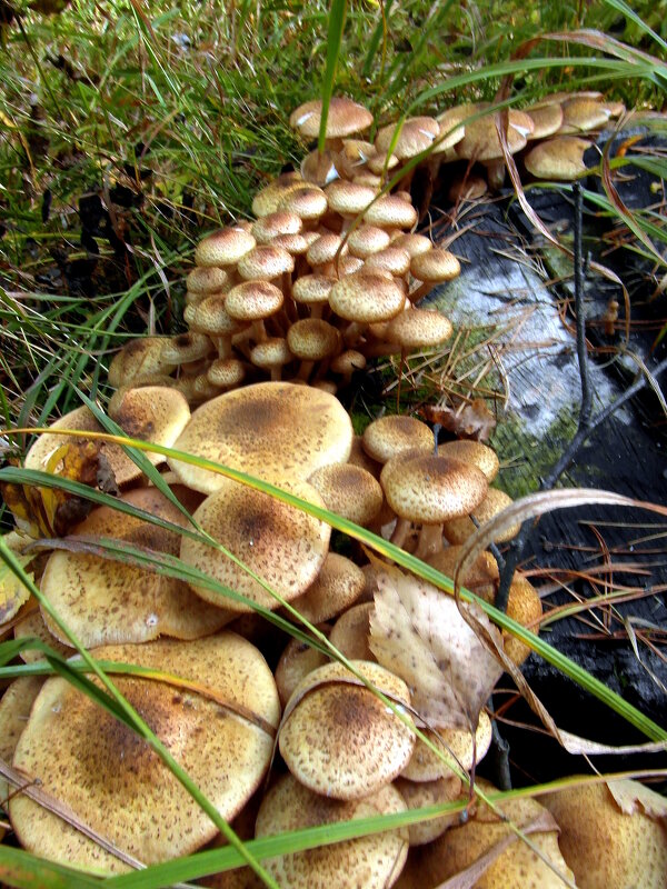 Опяттки. - nadyasilyuk Вознюк Опяттки. - nadyasilyuk Вознюк