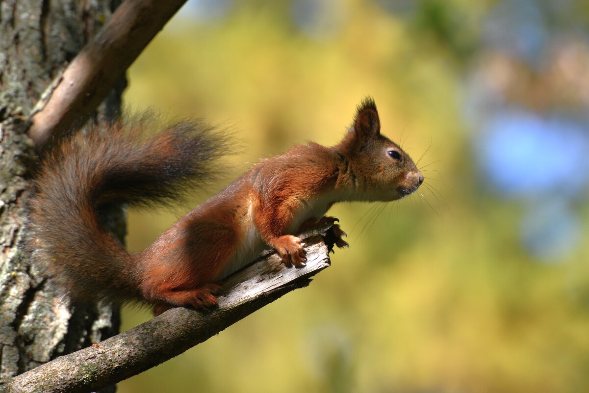Белка - Константин Анисимов