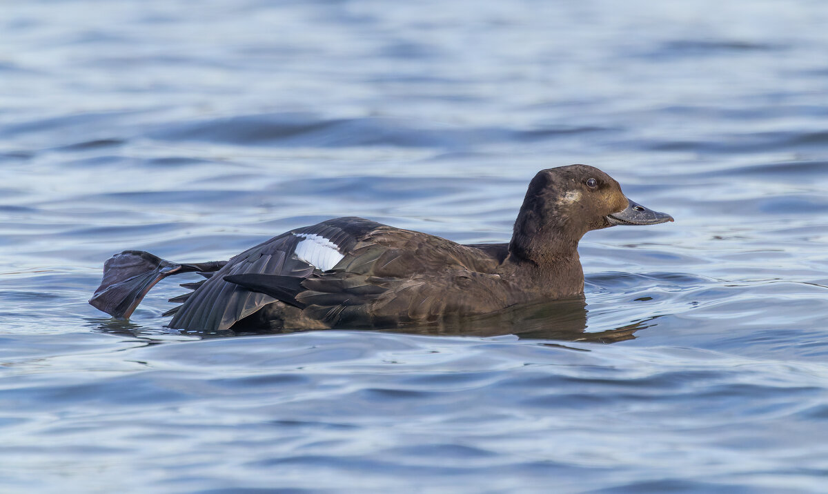 турпан. - юрий макаров турпан. - юрий макаров