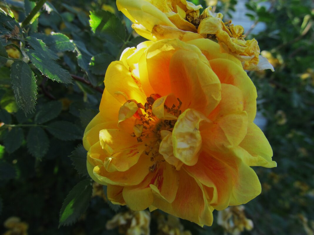 июнь - Елена Шаламова