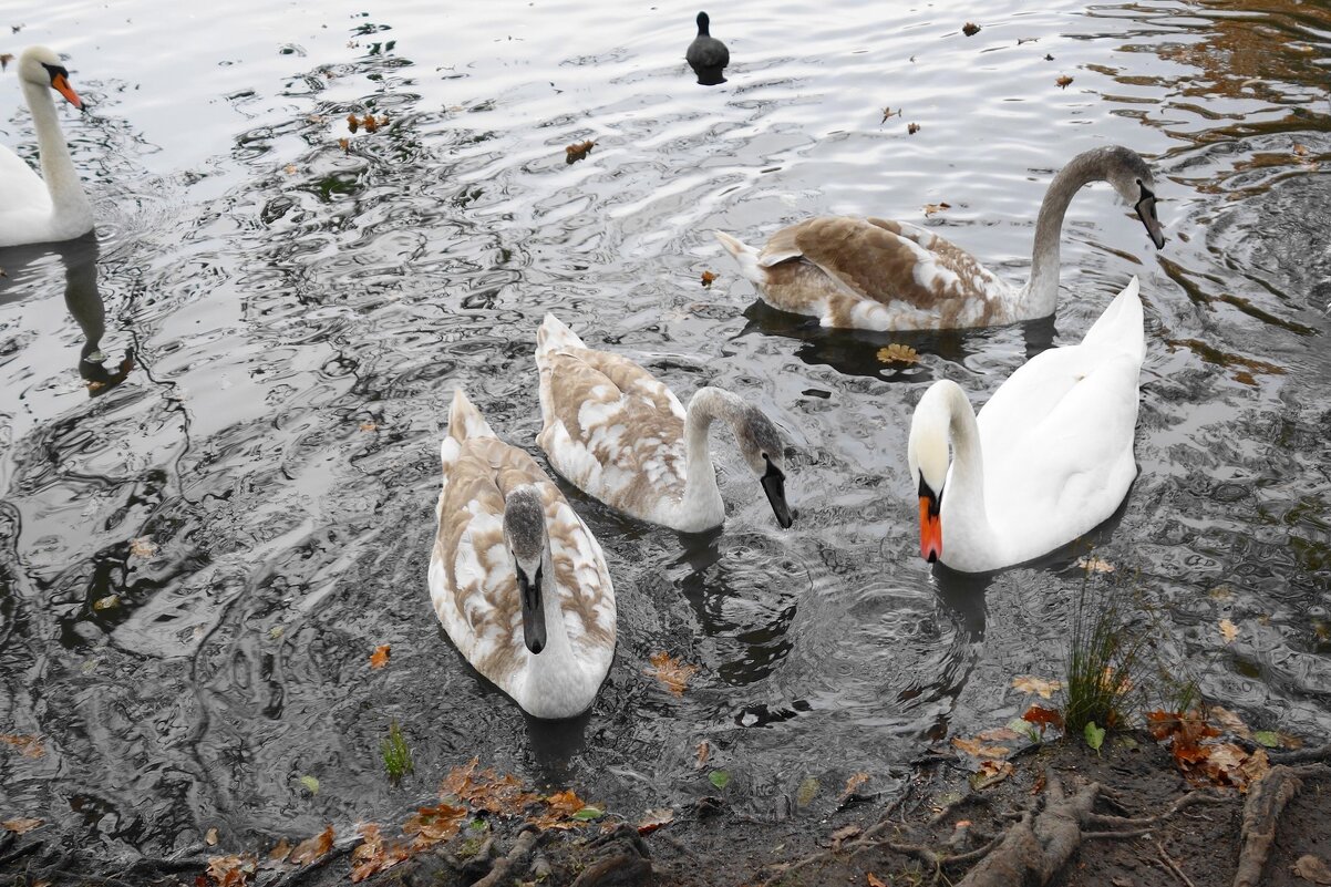 Лебеди в городском парке - Рита Симонова Лебеди в городском парке - Рита Симонова