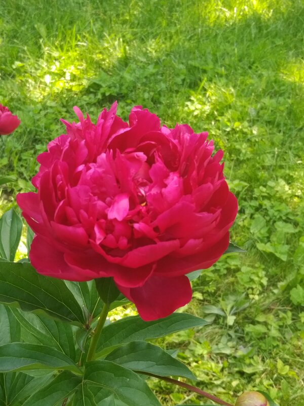 Любимые цветы - Натали 