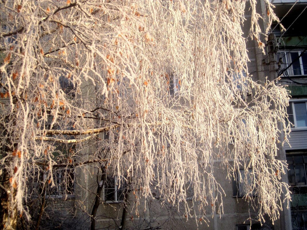 Морозным днем - Елена Семигина Морозным днем - Елена Семигина