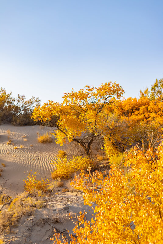 Казахстан. Осень в пустыне. - Андрей Щукин Казахстан. Осень в пустыне. - Андрей Щукин