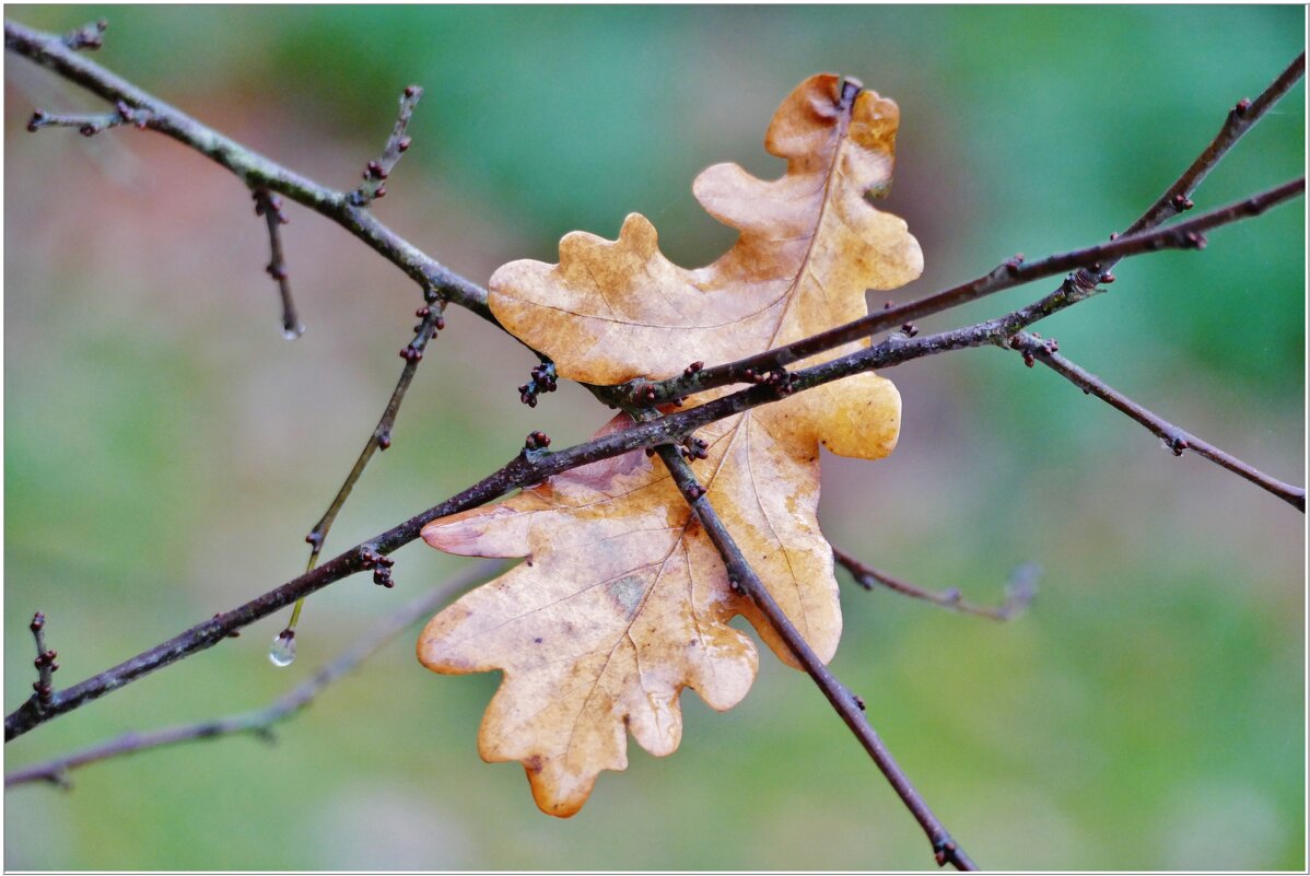 ЭТЮД... - Elvira E. 