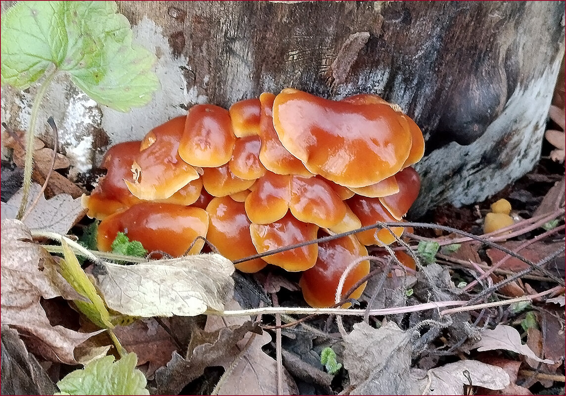 Зимняя находка. - Валентина Нефёдова Зимняя находка. - Валентина Нефёдова