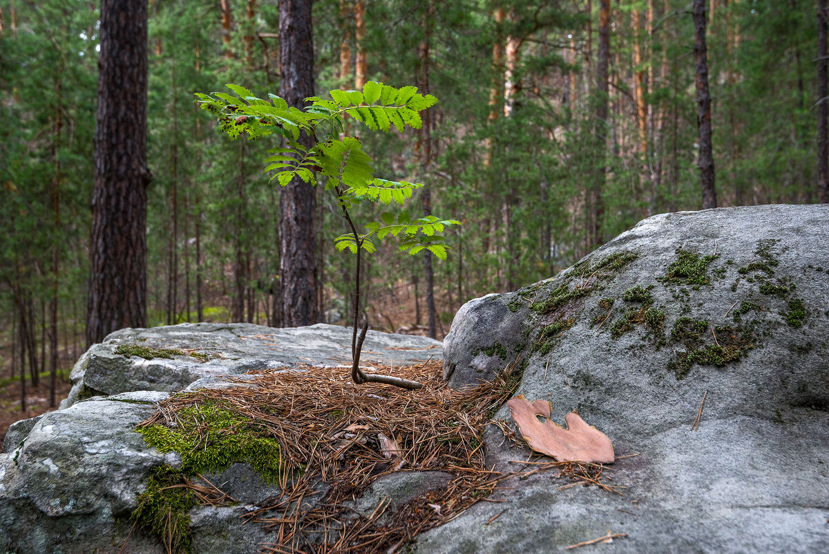 Прижился... - Влад Никишин