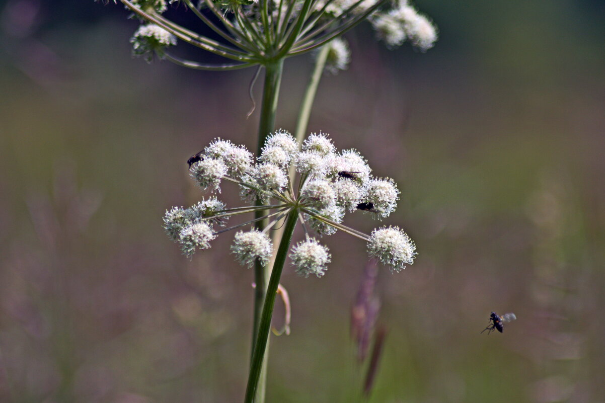 Мухи обедают. - ВикТор Быстров Мухи обедают. - ВикТор Быстров