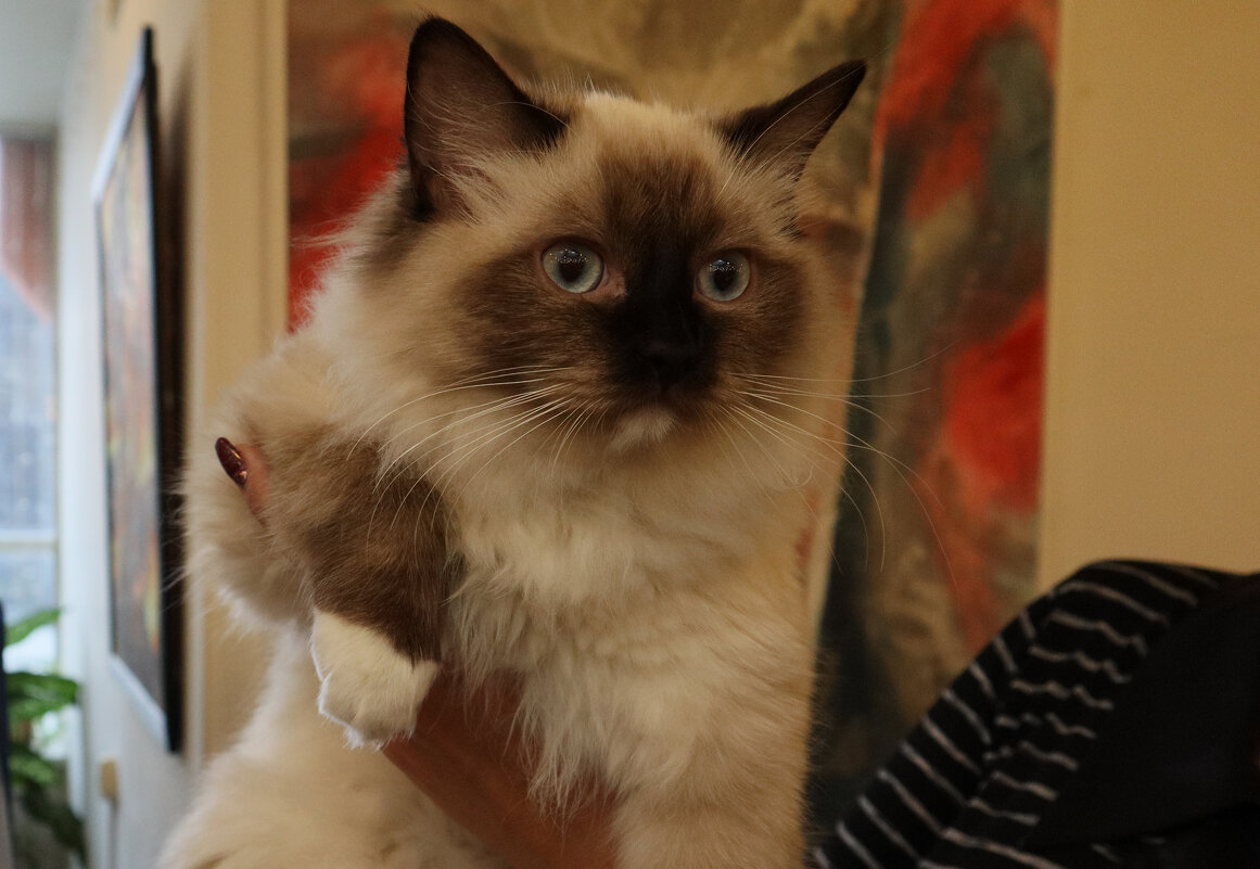 Пушистый красавец! - Дмитрий П Пушистый красавец! - Дмитрий П