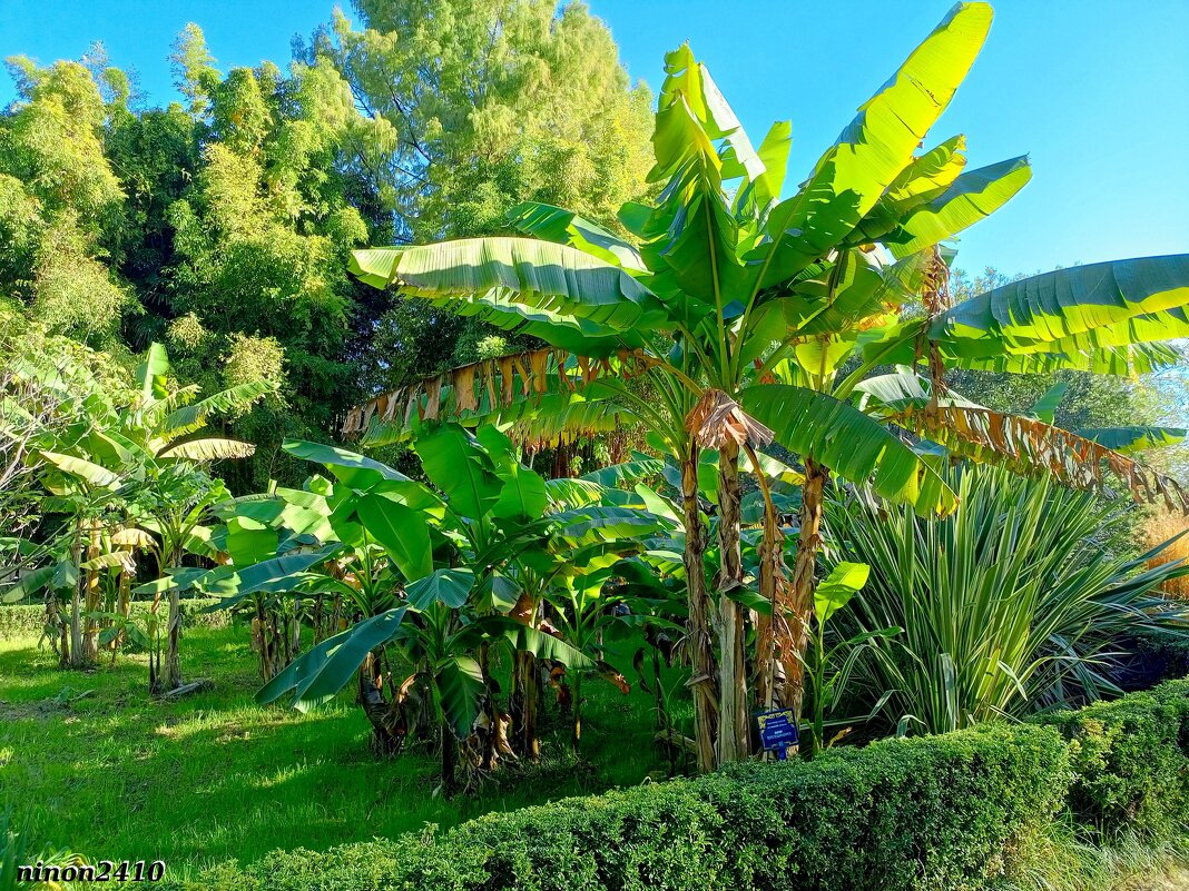 Адлер. Дендропарк "Южные культуры" - Нина Бутко Адлер. Дендропарк "Южные культуры" - Нина Бутко