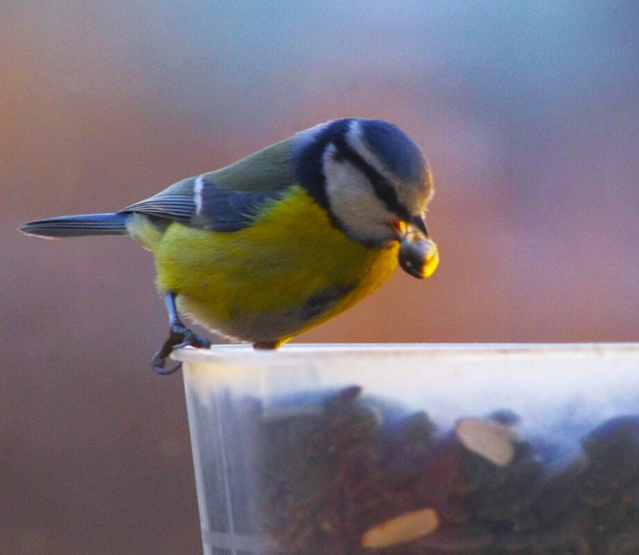 Дело к вечеру идёт, надо подкрепиться ! - Юрий Куликов Дело к вечеру идёт, надо подкрепиться ! - Юрий Куликов