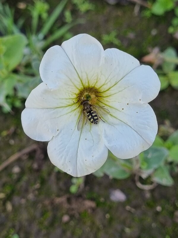 Лето медленно уходит... - Наталья 