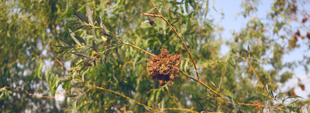 *** - Елена Алексеева