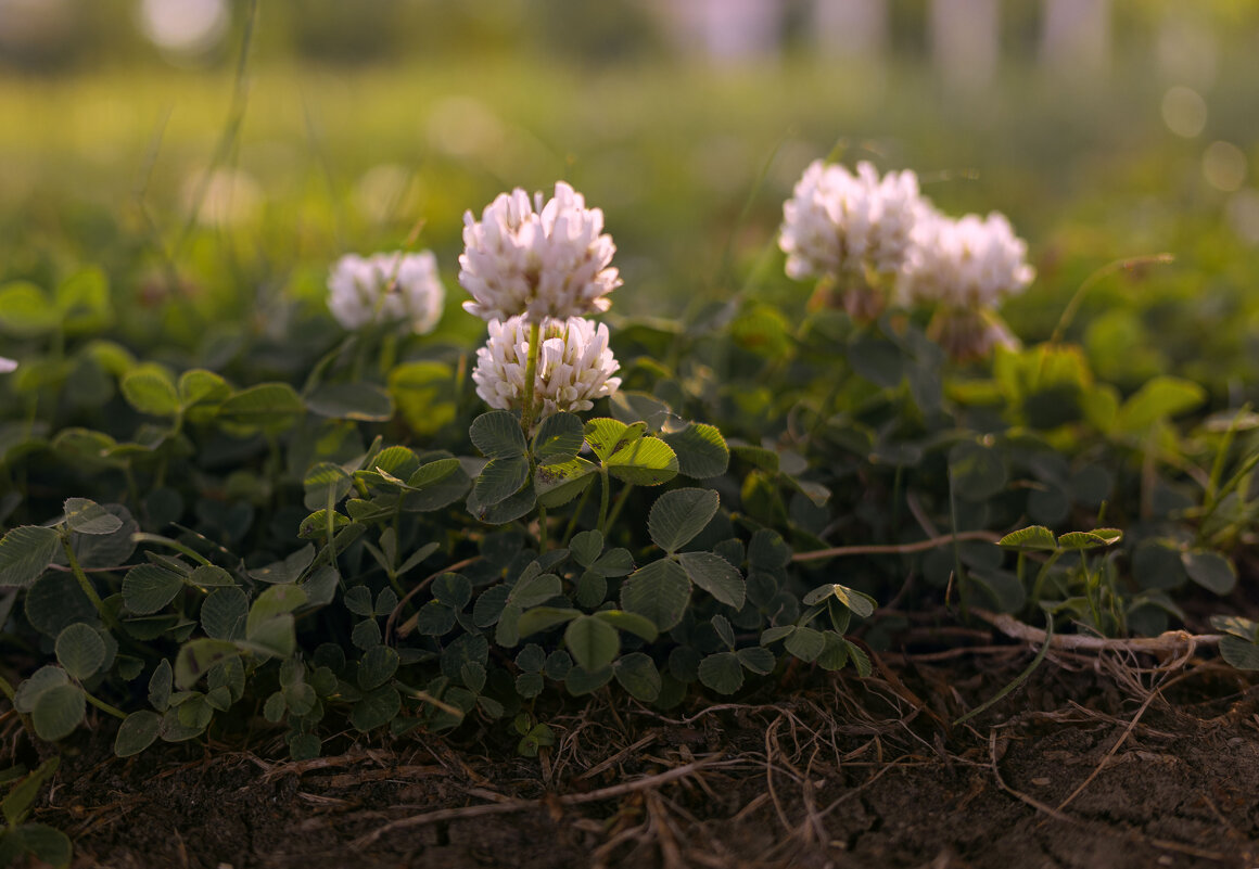 *** - Елена Алексеева