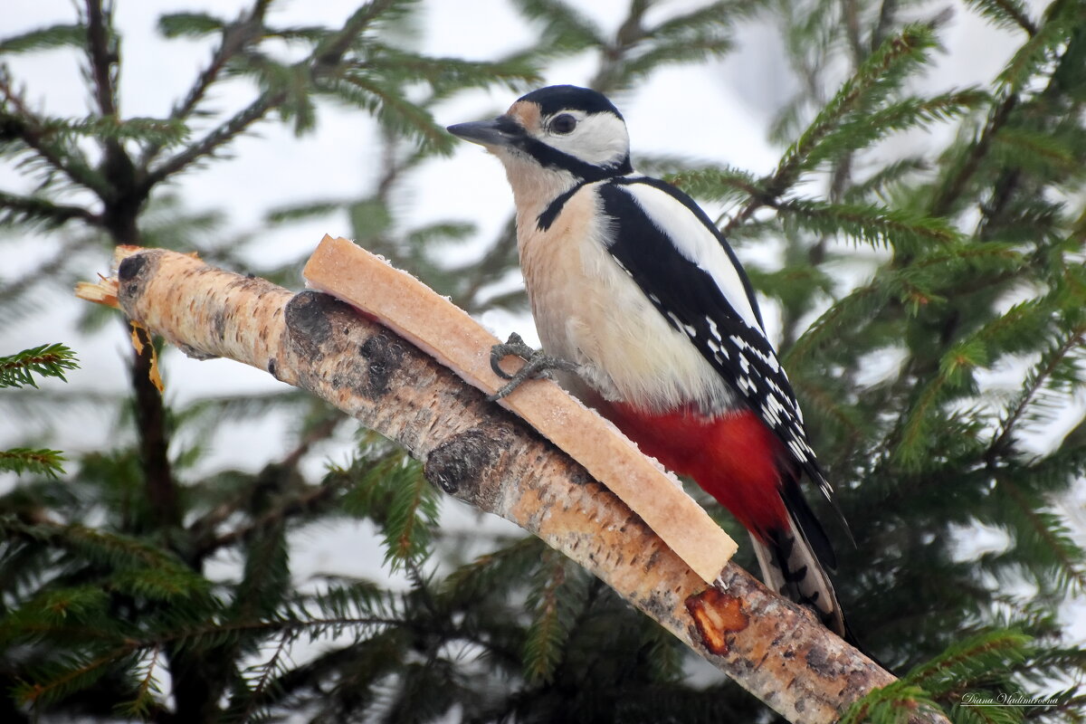 ДЯТЕЛ. - DianaVladimirovna 