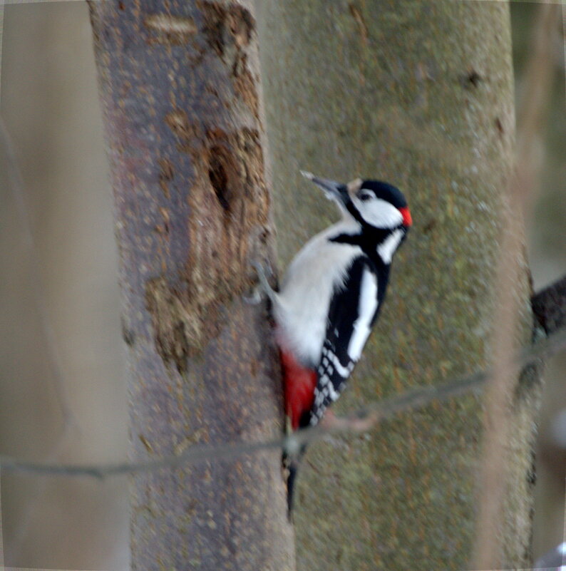 Большой пёстрый дятел - Сергей Владимирович Егоров Большой пёстрый дятел - Сергей Владимирович Егоров
