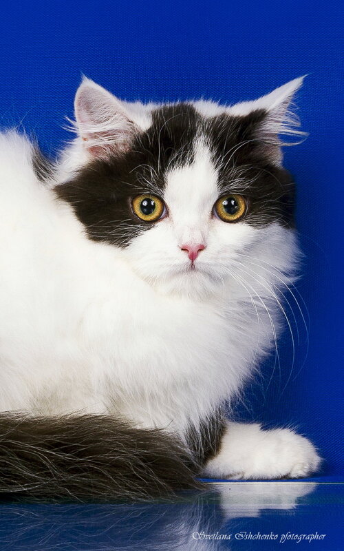 Киска Бубочка - Светлана Ищенко