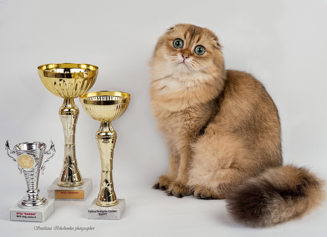 ,,, - Светлана Ищенко ,,, - Светлана Ищенко