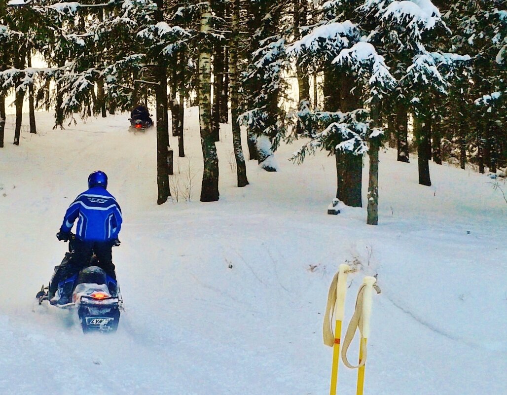 лес снег гонки - Владимир лес снег гонки - Владимир