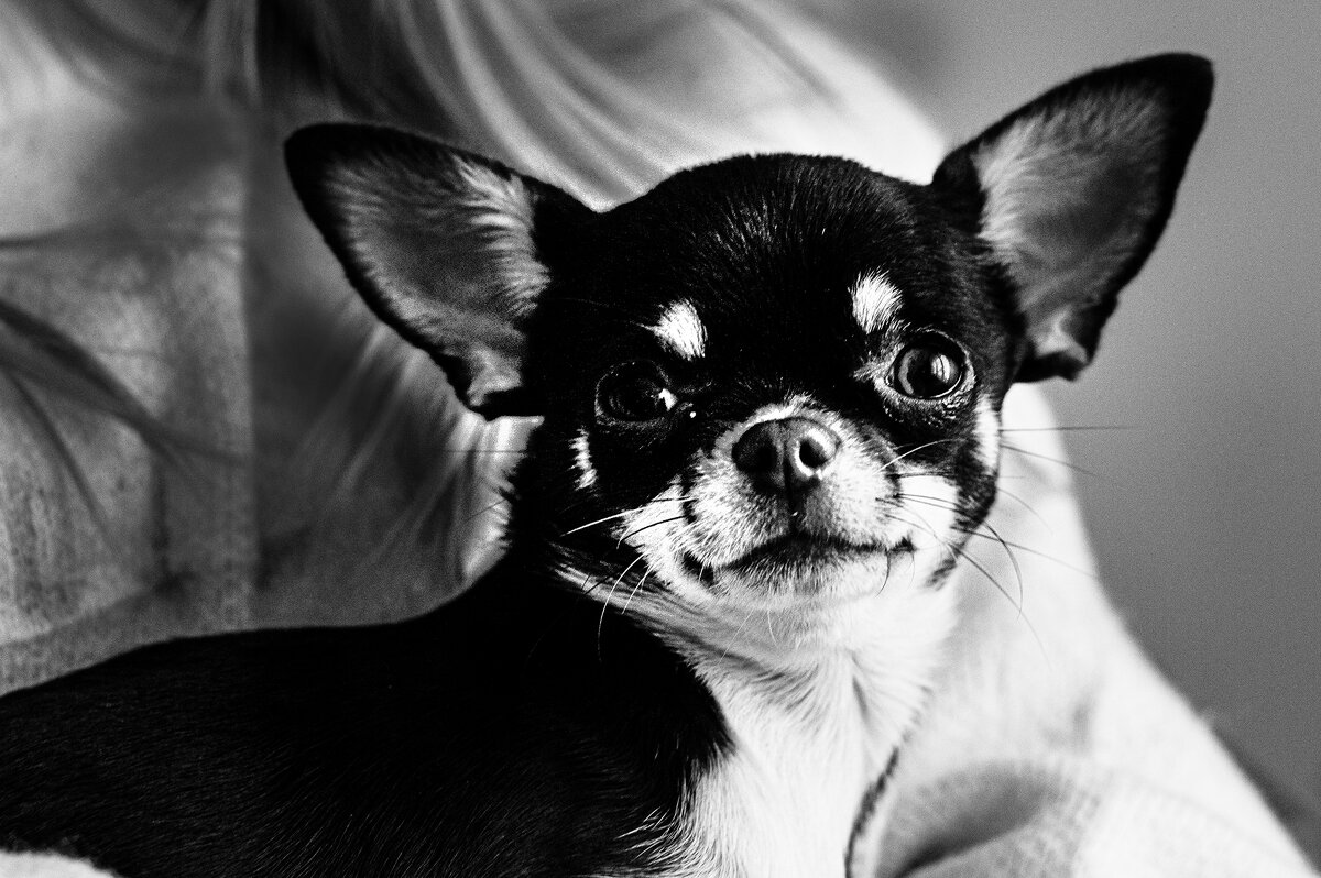 Братья меньшие. - Юрий Яньков