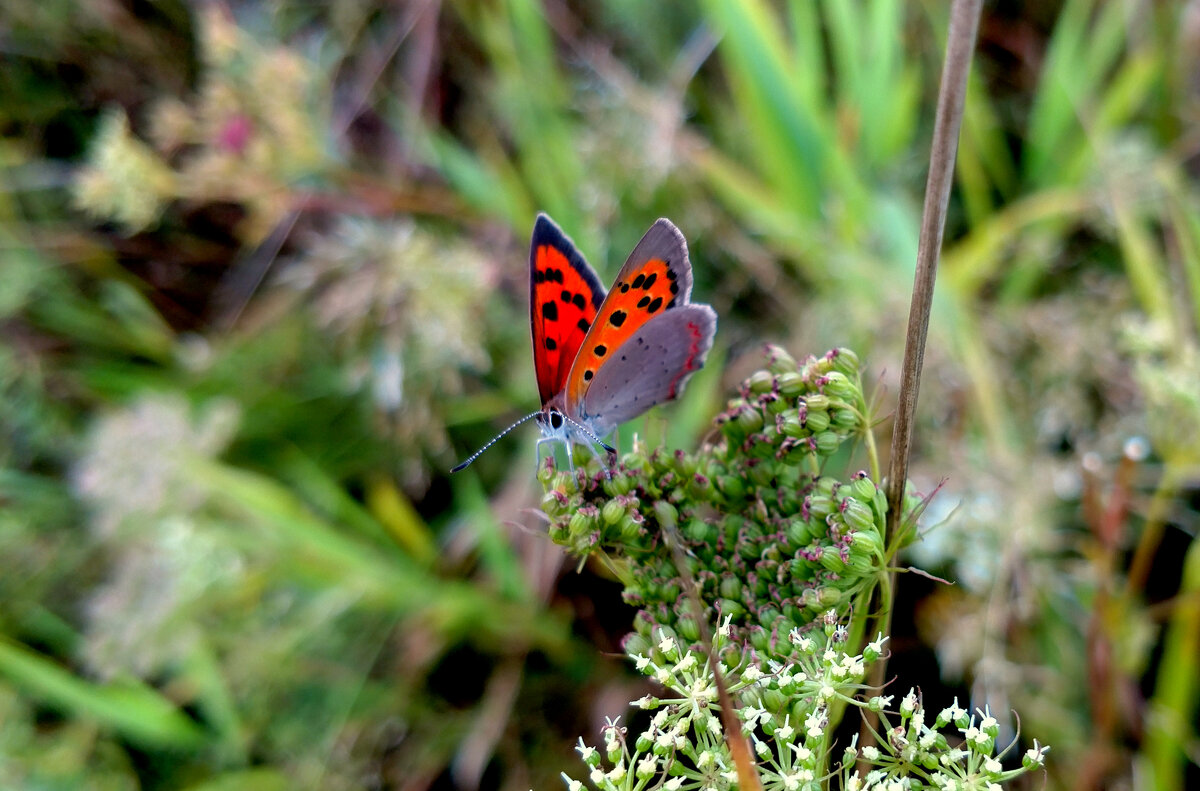 опять про бабочек...177 - Александр Прокудин опять про бабочек...177 - Александр Прокудин